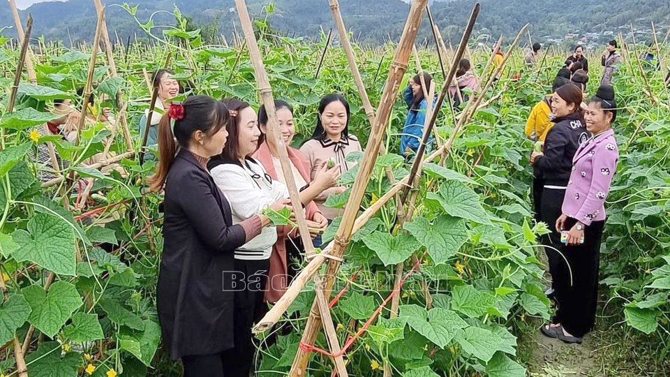  Hội viên, phụ nữ huyện Than Uyên thăm quan, trao đổi kinh nghiệm tại mô hình trồng dưa chuột của hội viên xã Mường Cang.